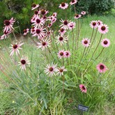 Tennessee Purple Coneflower